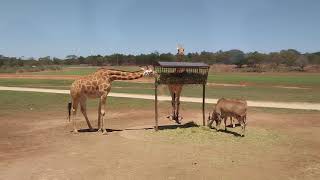 Monarto Safari Zoo [upl. by Strawn]