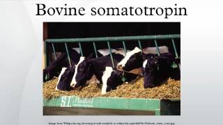 Bovine somatotropin [upl. by Irrep]