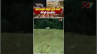 మియాపూర్ మెట్రో స్టేషన్ వెనక చిరుత సంచారం Leopard Spotted At Hyderabad Miyapur Metro Station  NTV [upl. by Betta692]