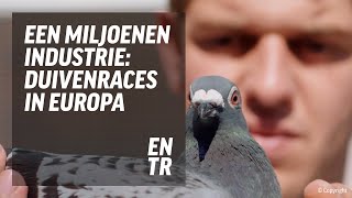 Een miljoenenindustrie duivenraces in Europa [upl. by Aihk159]