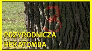 JAWORZŁOTORYJA Ponad 800 drzew do wycinki [upl. by Kubis]