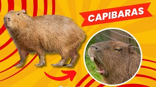 Todo sobre las capibaras [upl. by Felic]