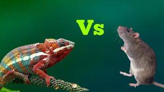 Oviparous Vs Viviparous [upl. by Adroj]