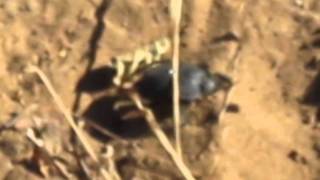 Dung Beetle Rolling Poo Music Video by Adventure Girl [upl. by Nugent]