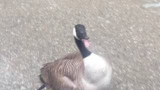 most unfriendly canadians ever  when geese attack Kobra Chicken Attack [upl. by Lalib]