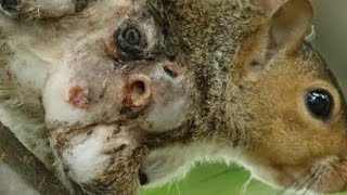 removal Berne on squirrel and neck off Cat part 283 botflyremoval [upl. by Marilla]