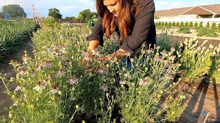 New Garden Stuff  Seed Unboxing  Flower Arrangement 🥰🌿💚  Garden Answer [upl. by Caylor]