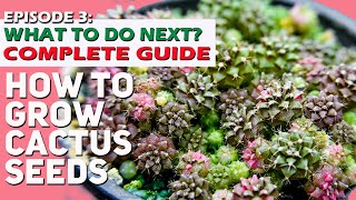 How to grow cactus seeds EPISODE 3  WHAT TO DO AFTER SOWING II COMPLETE GUIDE from day 1 [upl. by Eldwun]