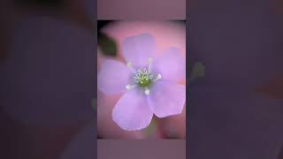 Tall sundew  Drosera auriculata [upl. by Schreibman]