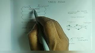 Beta1 adrenergic receptor [upl. by Leugimesoj]