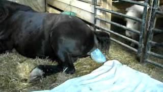 percheron mare gives birth part 1 of 2 [upl. by Betthezel855]