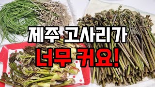 제주 고사리꺾기🌱 이렇게 큰 고사리 보셨나요 두릅도 따고 달래도 캐고 제주살이 행복해💛 [upl. by Mcquoid]