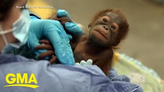 Newborn orangutan’s new name revealed [upl. by Eisteb]