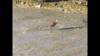 California clapper rail calling [upl. by Zirkle]