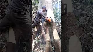 cutting down trees lumberjack woodworning woodworking [upl. by Monagan899]