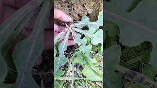 Spiny sow thistle  Sow thistle agriculture farming [upl. by Yrac]