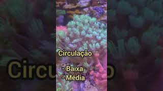 CURIOSIDADES SOBRE O CORAL GONIOPORA shorts [upl. by Lyrak]