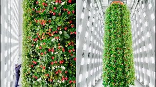 The World’s First Indoor Vertical Farm Will Grow 4 Million Pounds of Berries Annually [upl. by Klockau]