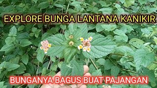 EXPLORE BUNGA LANTANA KANIKIR SUDAH JARANG DI JUMPAI PADAHAL BAGUS BUNGANYA BISA DI BUAT BONSAII [upl. by Amil931]