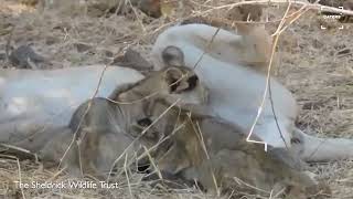 Lion With Swollen Jaw Gets Treated [upl. by Sherie]