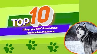 10 Things You Didnt Know About The Alaskan Malamute [upl. by Yerffoej875]