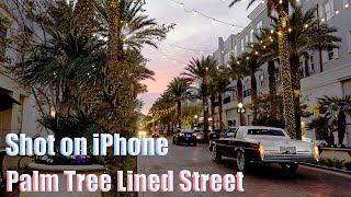 Palm Tree Lined Street  4k  iPhone 16 Pro  Apple LOG  60 FPS [upl. by Ahtnamas60]