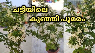 പൂമരം ഇനി ചട്ടിയിലും വളർത്താംClerodendrum Calamitosum Plant Care amp Propagationനല്ല മണമുള്ള പൂക്കൾ [upl. by Karolina]