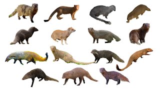 Species of Mongoose Part 1  Family Herpestidae  With English amp Scientific Latin Names [upl. by Ayatal832]