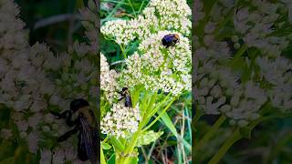 Bees Enjoy Stonecrop Blooms nature backyardgardening gardening backyardgarden homesteading [upl. by Jeanne]