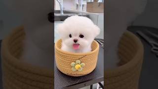 Cute Pomeranian puppies  Teacup Pomeranian dog  Teacup dog breeds  Pocket dog video cute shorts [upl. by Frodina264]