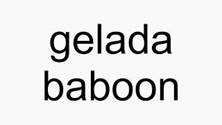 How to pronounce gelada baboon [upl. by Ahsiekat]