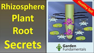 The Rhizosphere 🌲🍄🌴 Secrets to Better Plant Growth and Soil Building [upl. by Eelrak]