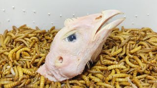 10 000 Superworms VS chicken head Mealworms eating chicken head [upl. by Kerns]