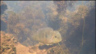 Natural Aquarium  Gymnogeophagus Balzanii Nesting in Piranha Infested Waters [upl. by Ellerey]