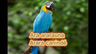 O canto da arara canindé  Ara ararauna [upl. by Olegnalehcim]