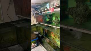 Fish tank set kr liya fish petsvlog fishpond fishhouse aquarium aqua pets petsman guppy [upl. by Fey]