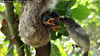 Mother Bird Can Feed Her Baby Birds While Flying [upl. by Tammara]