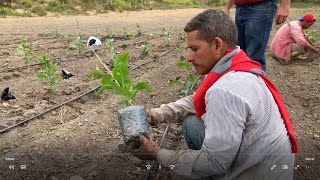 Procedimiento para trasplantar la maracuyá [upl. by Enneyehc340]