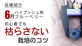 【品種紹介】ブルーベリー栽培初心者・上級者向けの6月に美味しい実をつけるハイブッシュ系を紹介します。初心者が失敗しがちな栽培のコツについても解説。 [upl. by Mian]