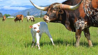 Texas Longhorn Bull Iron Willed [upl. by Landry]