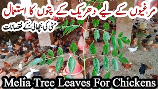 Darek For Chickens  How to Use Melia Tree Leaves For Chickens  Dr ARSHAD [upl. by Eatnuhs797]