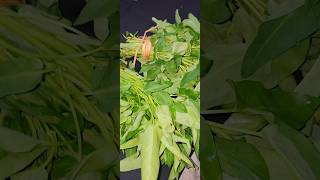 আমাদের খেতে টাটকা কলমি শাক ভাজি রেসিপি। vegetable shortvideo cooking great asmar11 [upl. by Katusha]