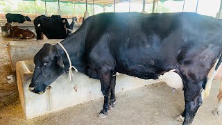 Daughter of HF Denmark 40120 Bull  36 ltrs Milk in 2nd Lactation Top Milking HF Cow  Nagda Dairy [upl. by Maggi]