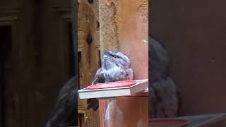 Tawny Frogmouth Bird shorts travel tawny frogmouth bird [upl. by Esther]