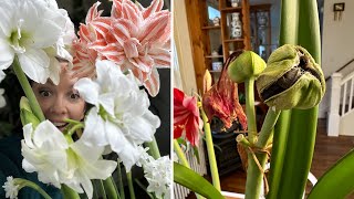 How To Pollinate an Amaryllis Flower and Produce Seed Pods  How to Propagate Amaryllis from Seed [upl. by Ayanet]