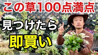 【欲しいが詰まってる】アジュガがあなたに最適な3つの理由 【カーメン君】【園芸】【ガーデニング】【初心者】 [upl. by Bathsheeb]