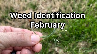 Weed Identification February [upl. by Eidoc]