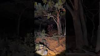 Skinwalker Caught on camera skinwalker paranormal creepy cryptid [upl. by Ailis]