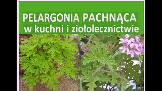 Geranium  Pelargonia pachnąca  anginka Właściwości zdrowotne [upl. by Rehtse]