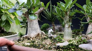 My Desert Rose Forest Show Prep Part 1 The Bonsai Zone Sept 2023 [upl. by Ycart]